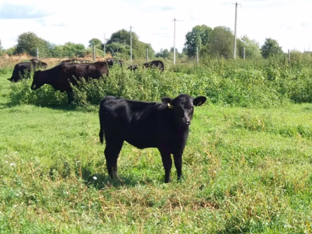 Aberdeen-Angus