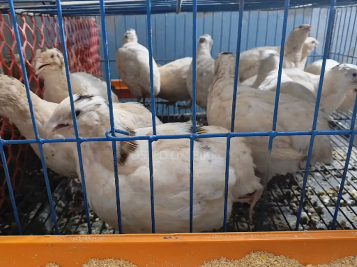 किंग बटेर