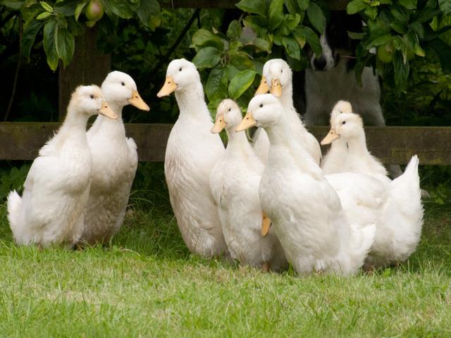 Német Pekin