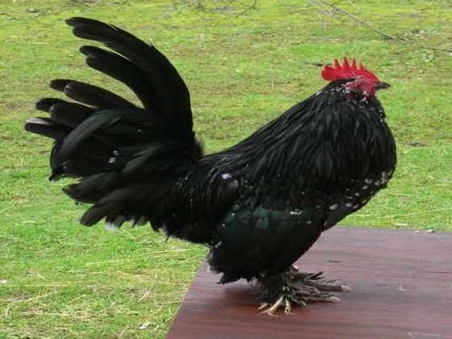 Belgian Bantam