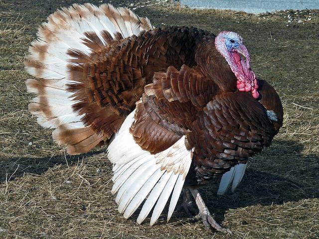 Bourbon vörös