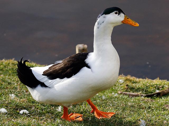 Szarka