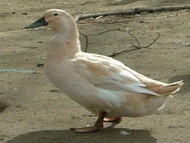Arany Kaszkád